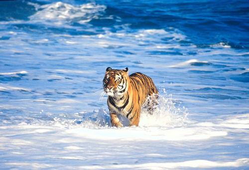 Bengal Tiger in Surf 3